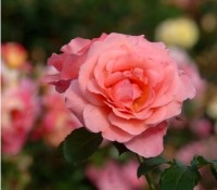 Blumen_Rose